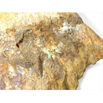 鉄鉱石表面に露出したオパール層。