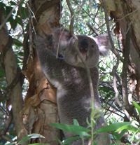 Koala