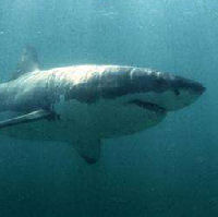 Great White Shark