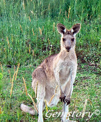 Kangaroo 