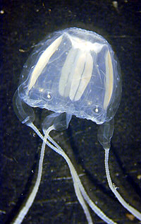 Irukandji jellyfish