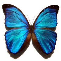 Morpho