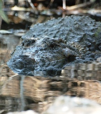 Croccodile