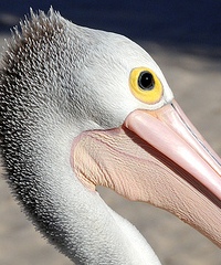 Pelican