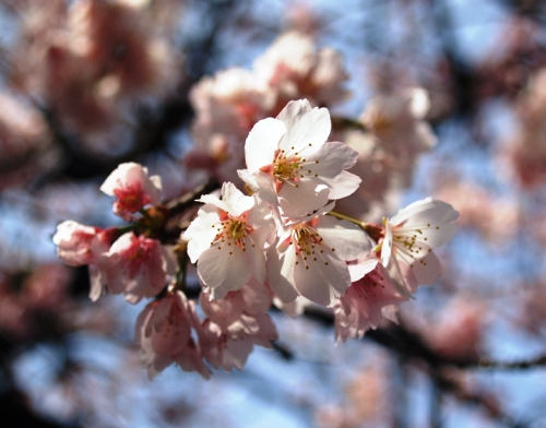 桜咲く日本へ 。。。