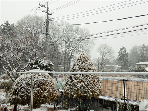 雪だぁ 。。。