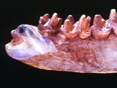 opalised fossil