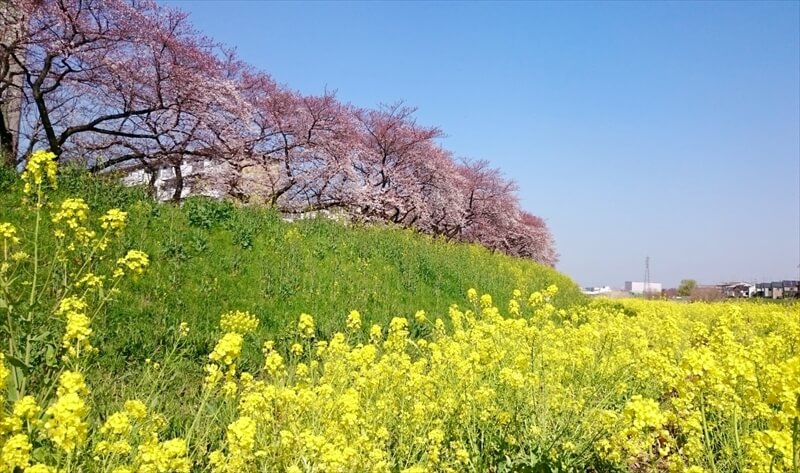 Spring Has Come ！！