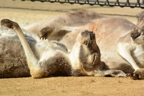 カンガルー