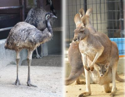 カンガルーとエミュー