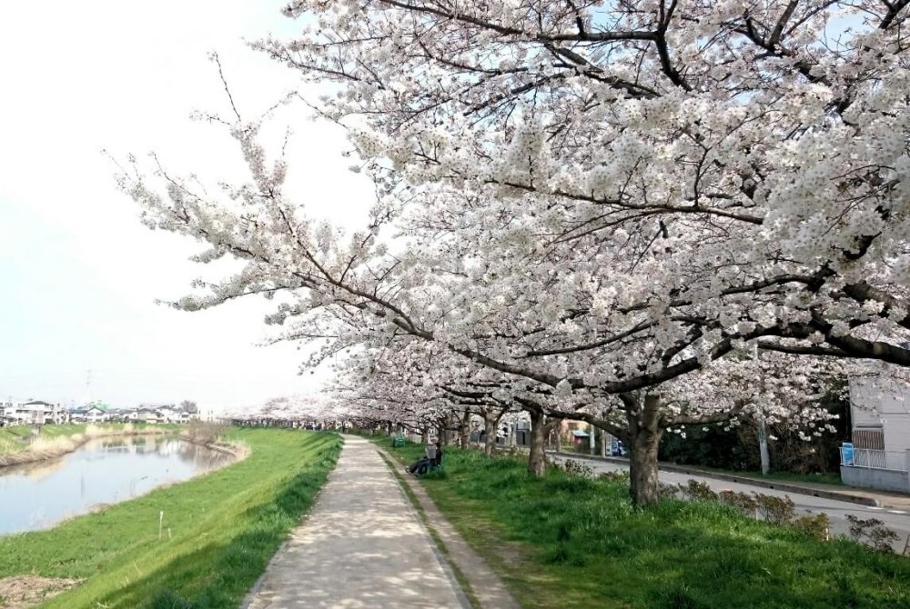 満開の桜