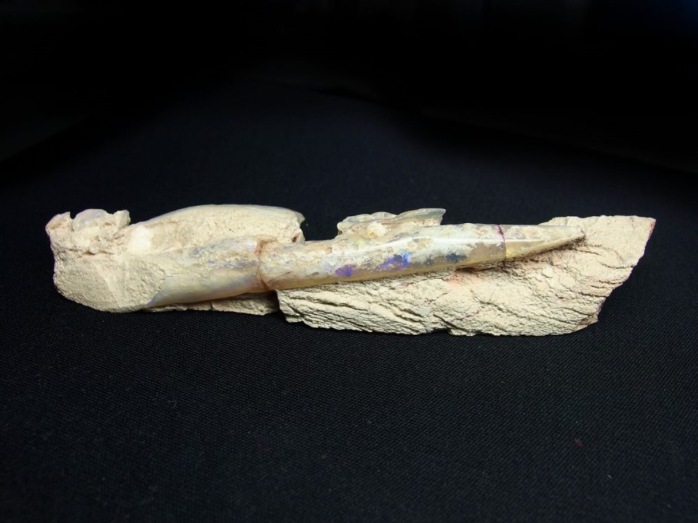 Belemnite