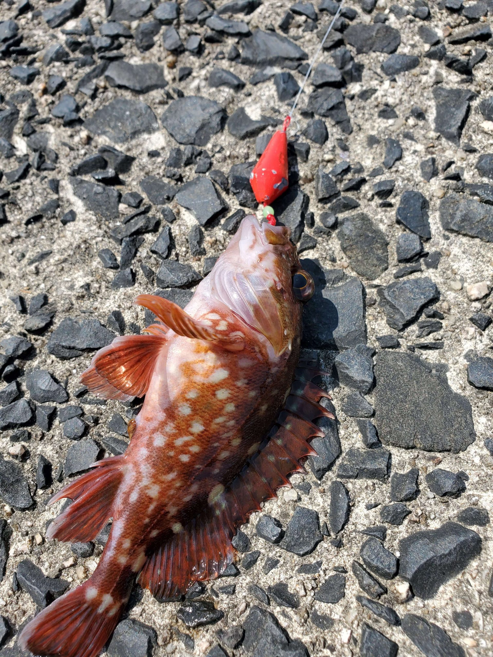 大阪、お邪魔します、、、