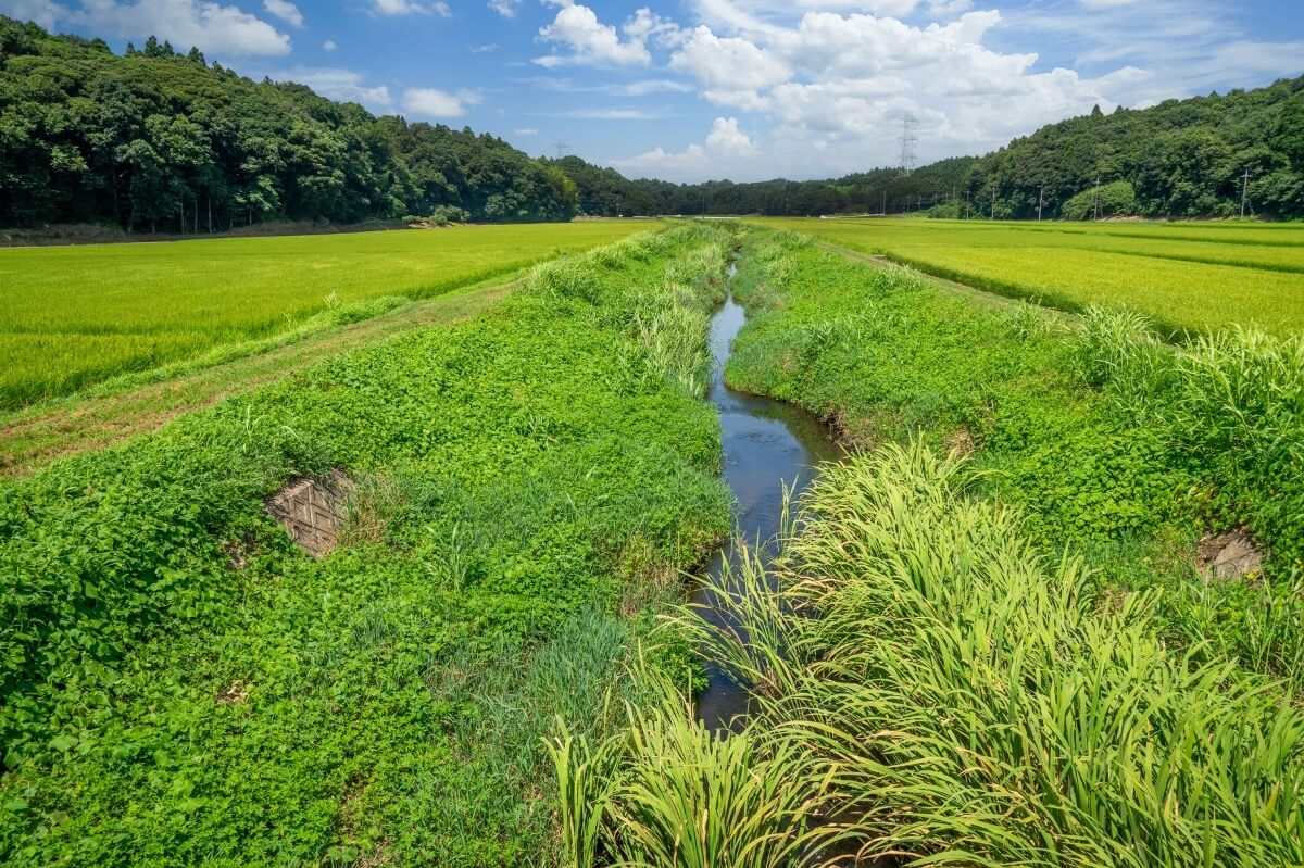 お決まりの夢 。。。