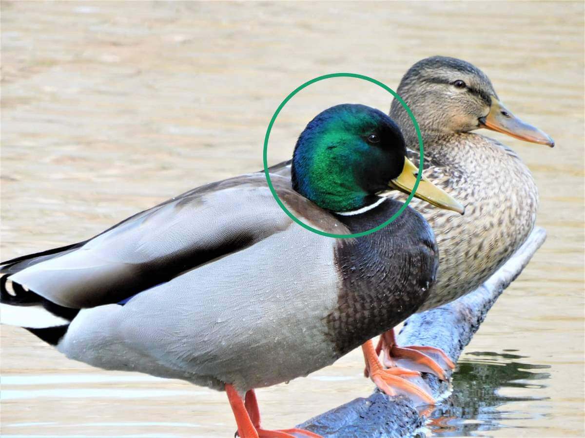 カモの羽色サファイア オパール オーストラリアのアレコレ Rainbow From Downunder