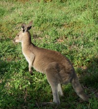 カンガルー 